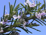 Rosmarinus Officinalis